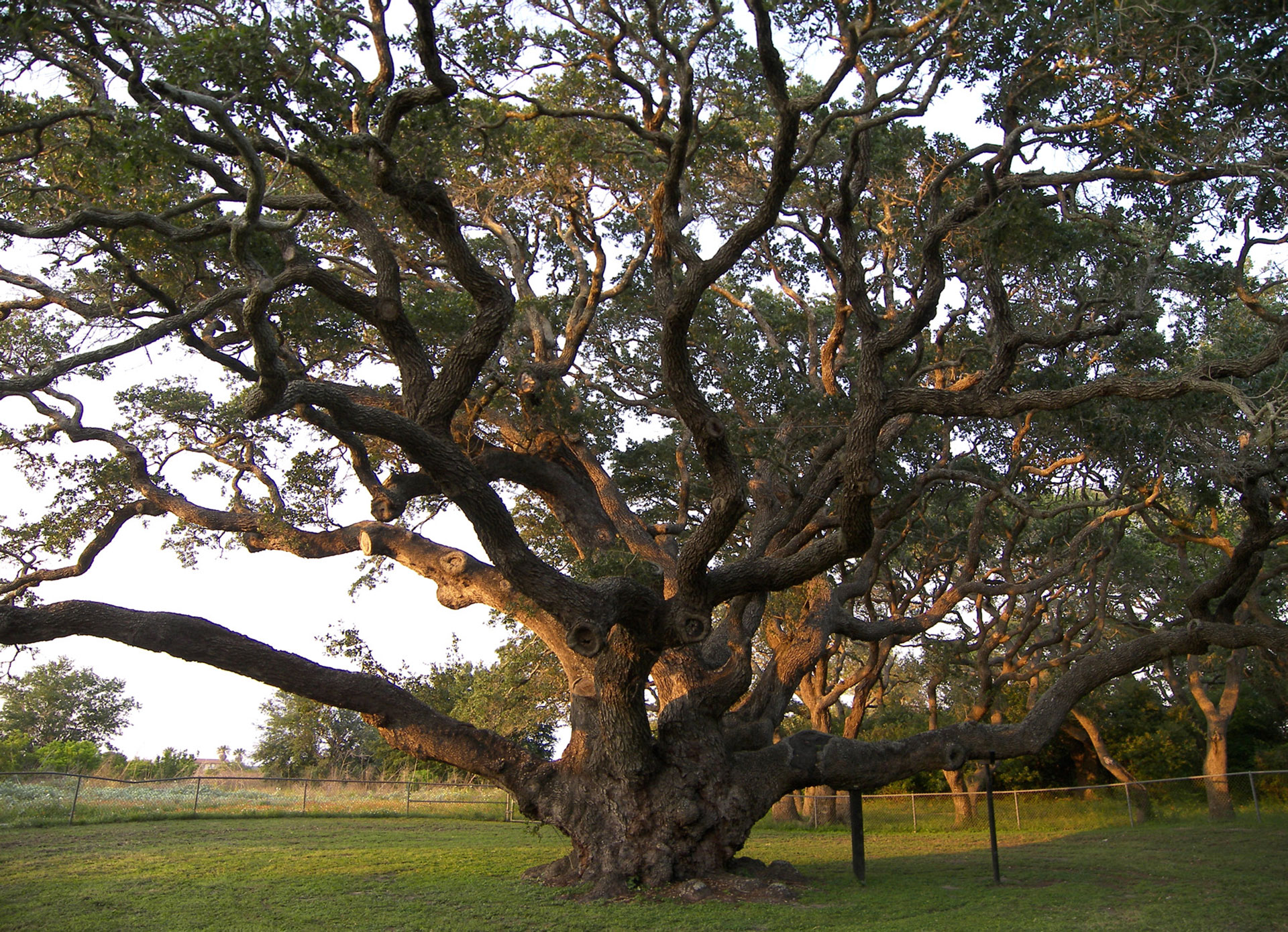 Massive ancient oak tree with sprawling branches in a sunlit grassy field.