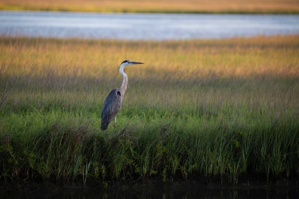 Great blue heron standing in a sunlit grassy marsh near the water.