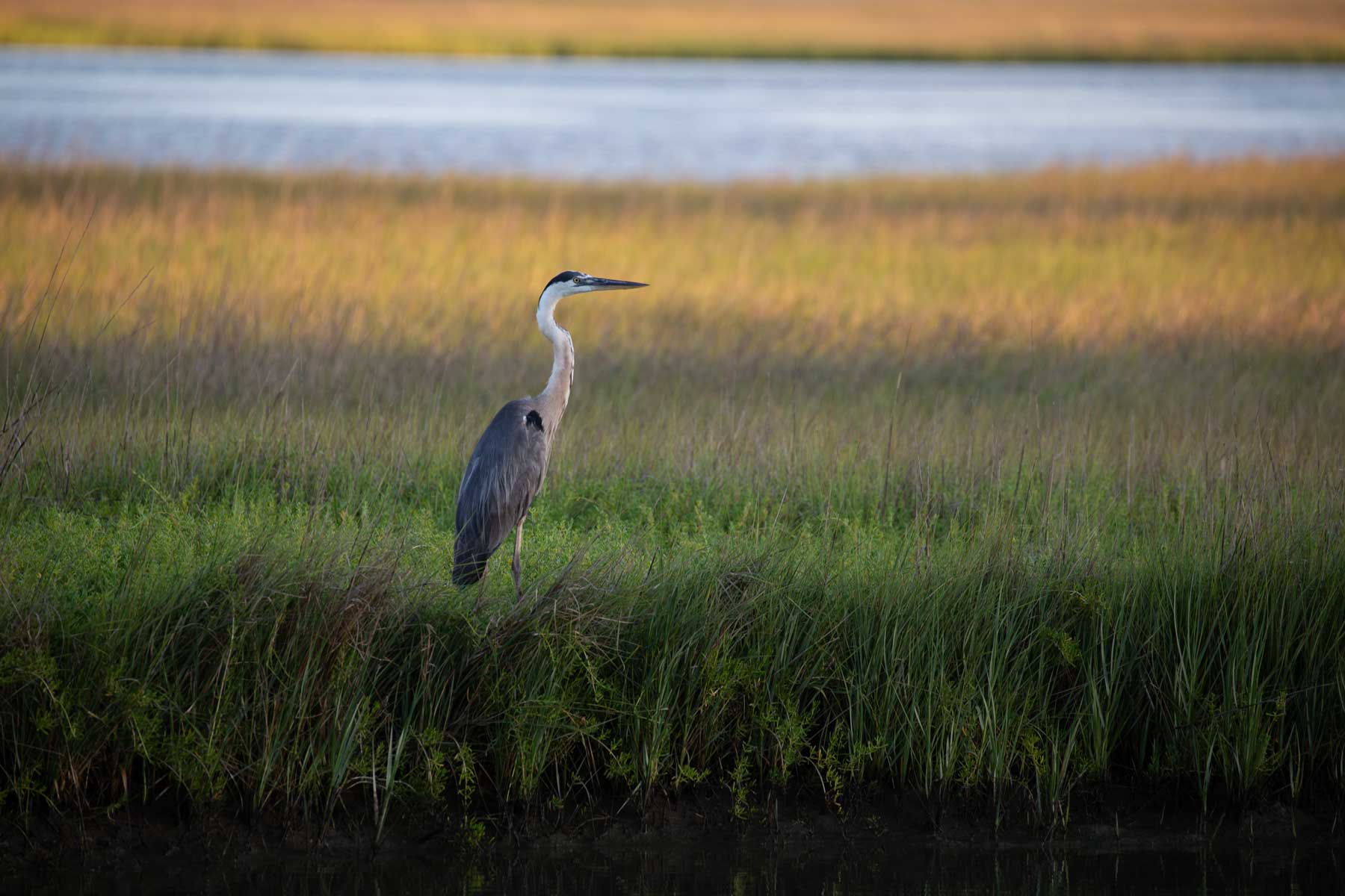 Great blue heron standing in a sunlit grassy marsh near the water.