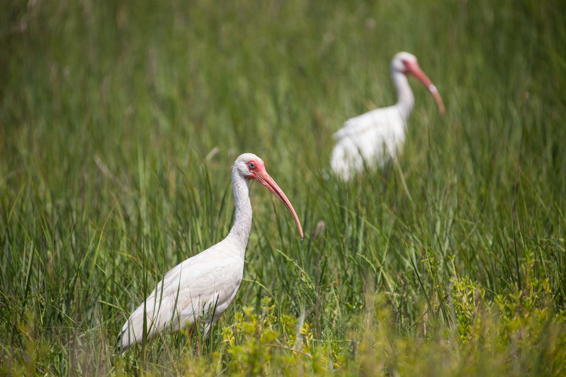 Two white ibises with long curved beaks standing in tall green grass.