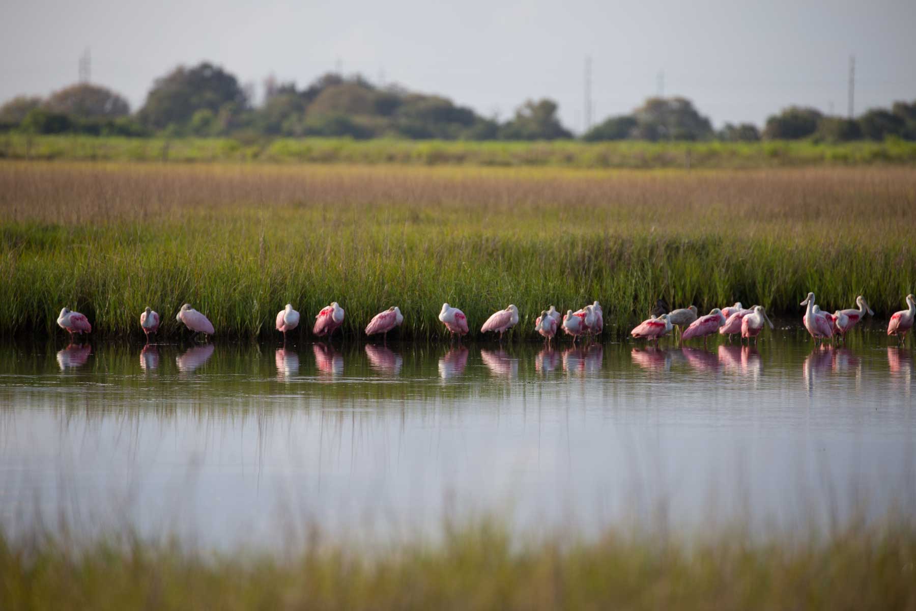 Roseate spoonbills standing in a row along a grassy marsh with reflections.