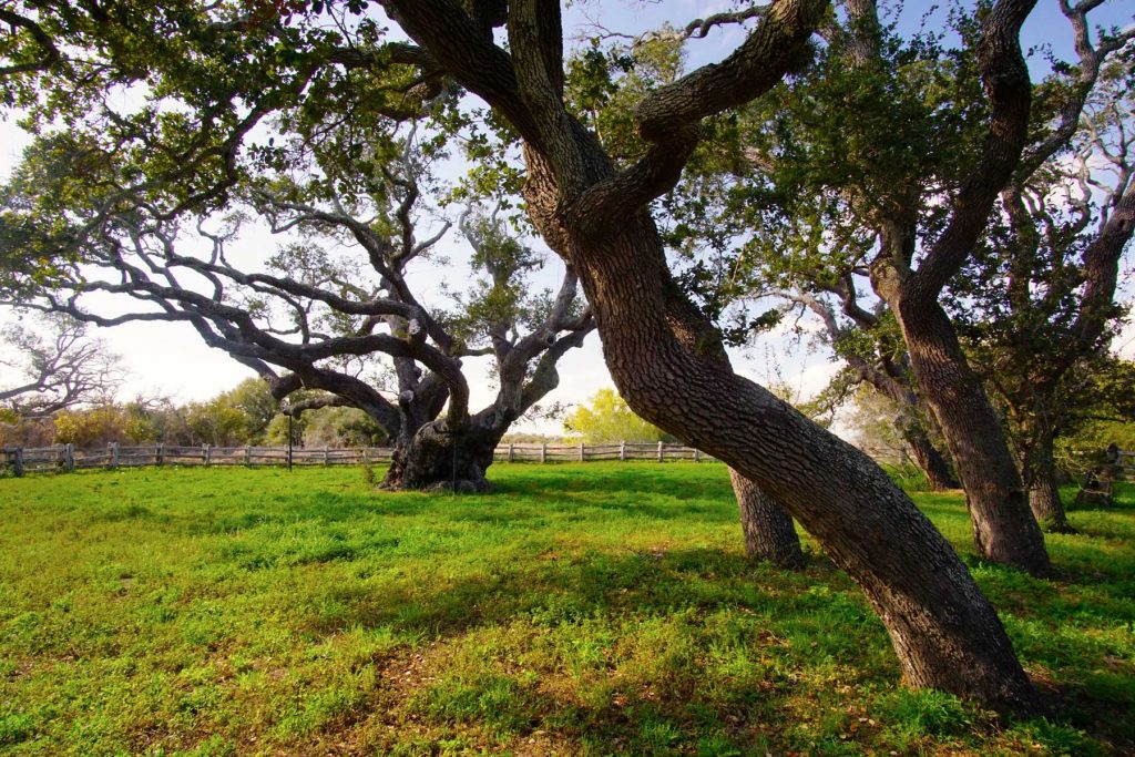 Gnarled live oak trees in a grassy field with a wooden fence.