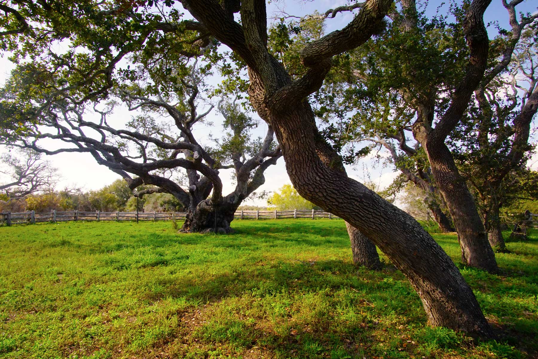 Gnarled live oak trees in a grassy field with a wooden fence.