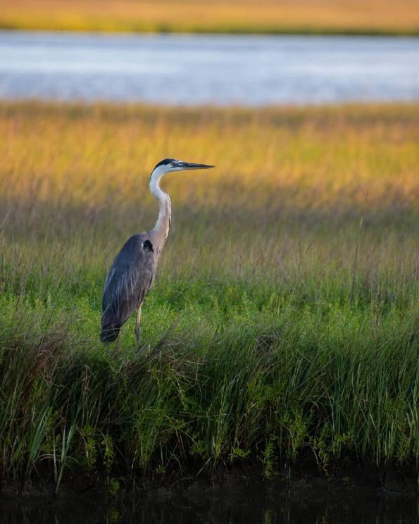 Great Blue Heron standing in tall green and golden marsh grass.