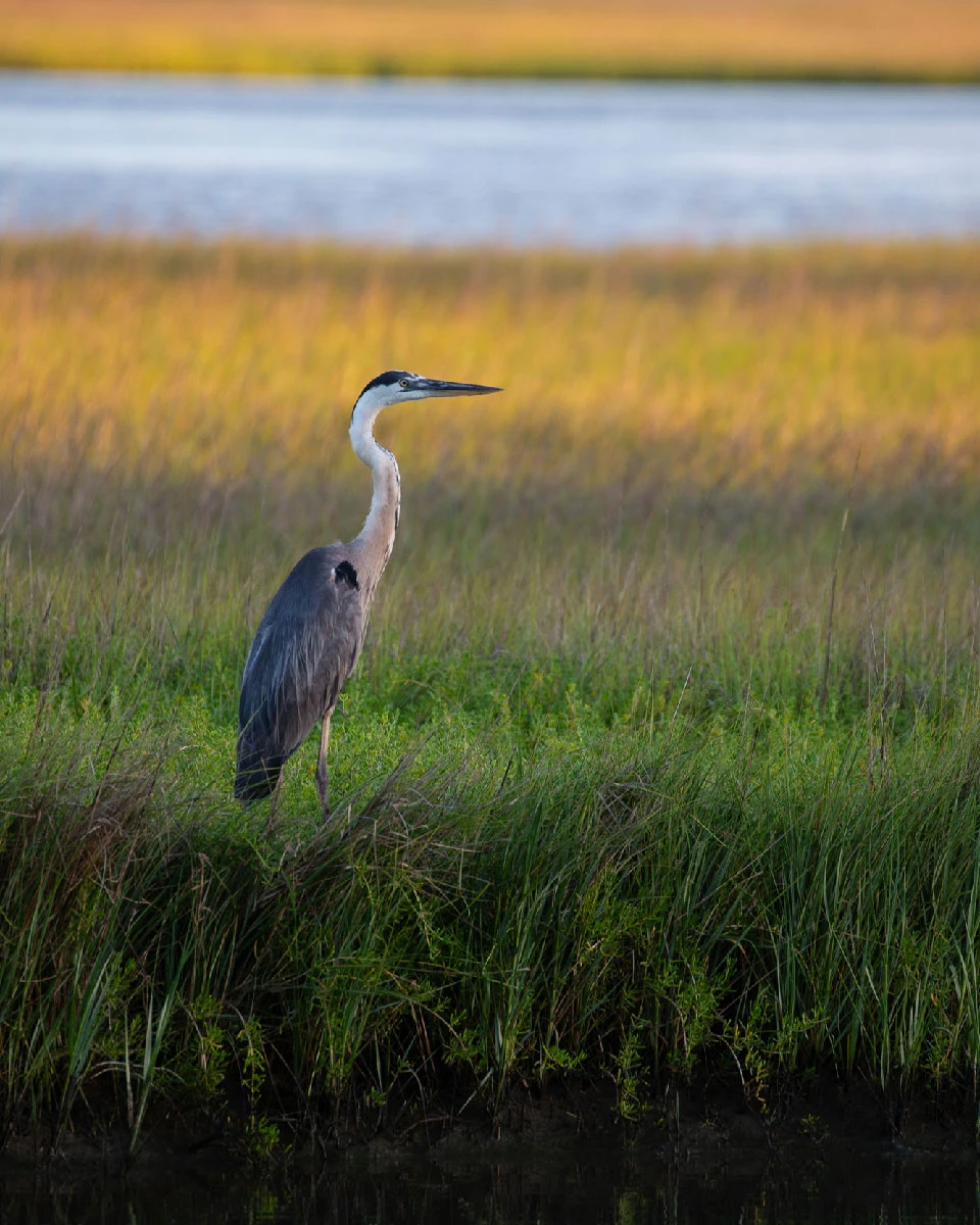 Great Blue Heron standing in tall green and golden marsh grass.